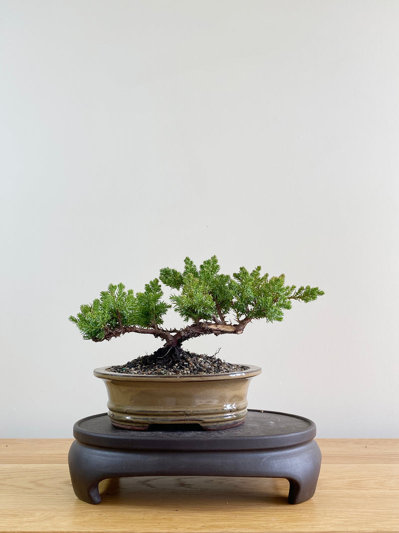 JAPANESE JUNIPER (JP08023)