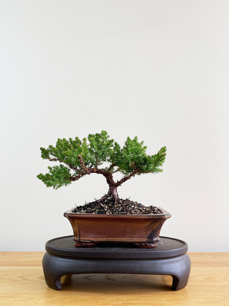 JAPANESE JUNIPER (JP08026)