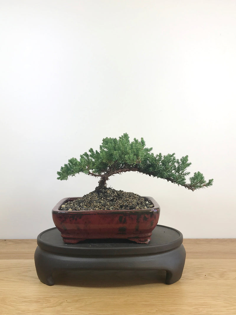 JAPANESE JUNIPER (JP08033) - MiniGardens NZ