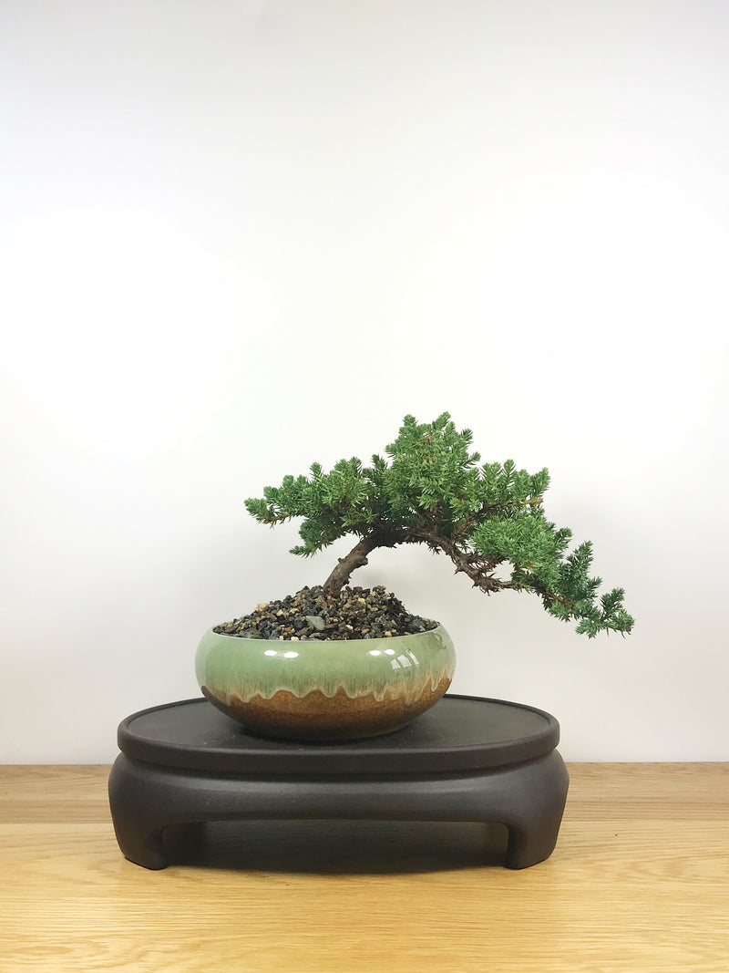 JAPANESE JUNIPER (JP09001) - MiniGardens NZ