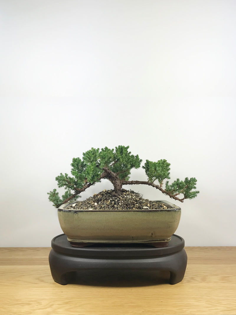 JAPANESE JUNIPER (JP09002) - MiniGardens NZ