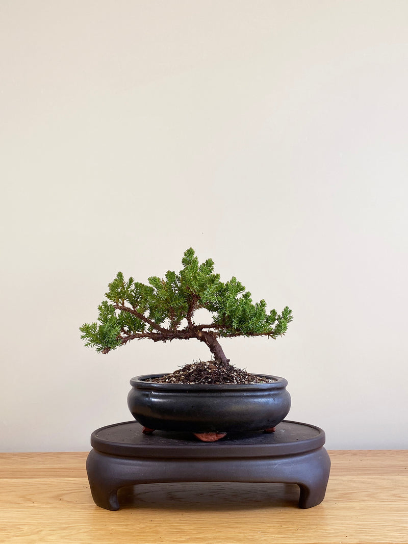 JAPANESE JUNIPER (JP09002)