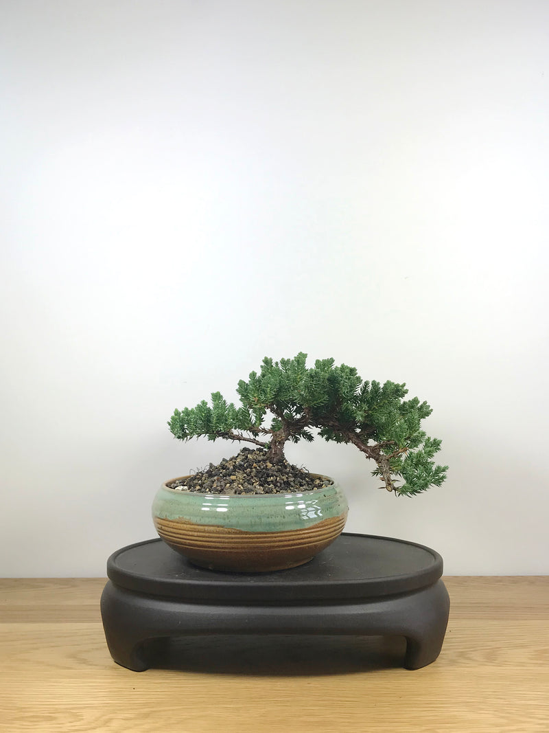 JAPANESE JUNIPER (JP09003) - MiniGardens NZ