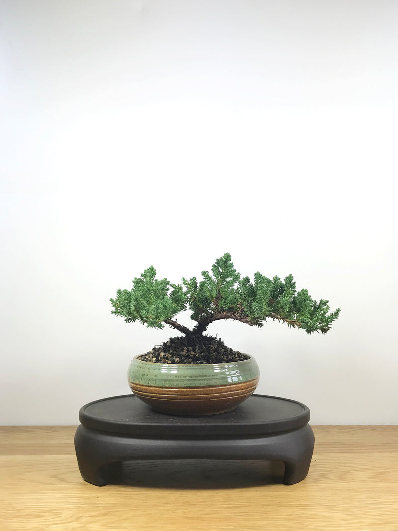 JAPANESE JUNIPER (JP09004) - MiniGardens NZ