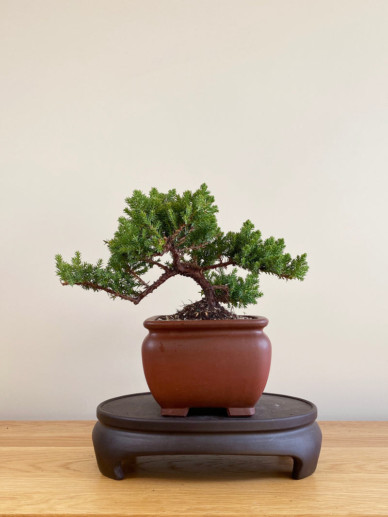 JAPANESE JUNIPER (JP09004)