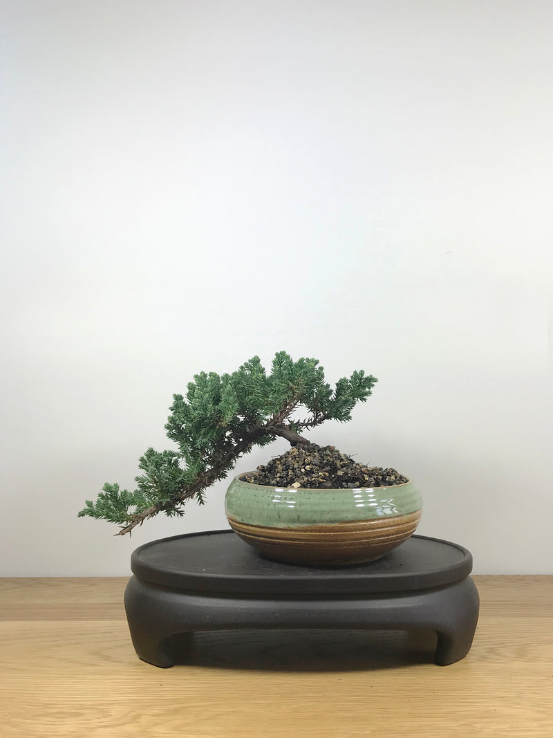 JAPANESE JUNIPER (JP09005) - MiniGardens NZ