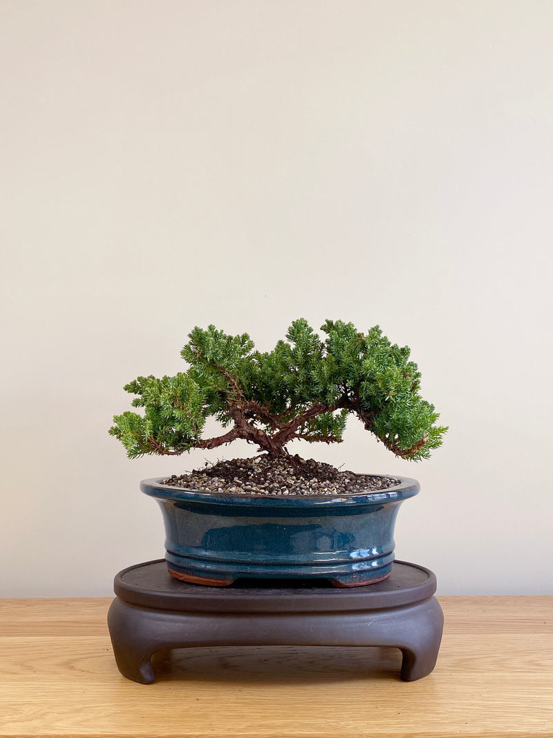 JAPANESE JUNIPER (JP09005)