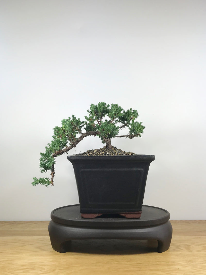 JAPANESE JUNIPER (JP09006) - MiniGardens NZ