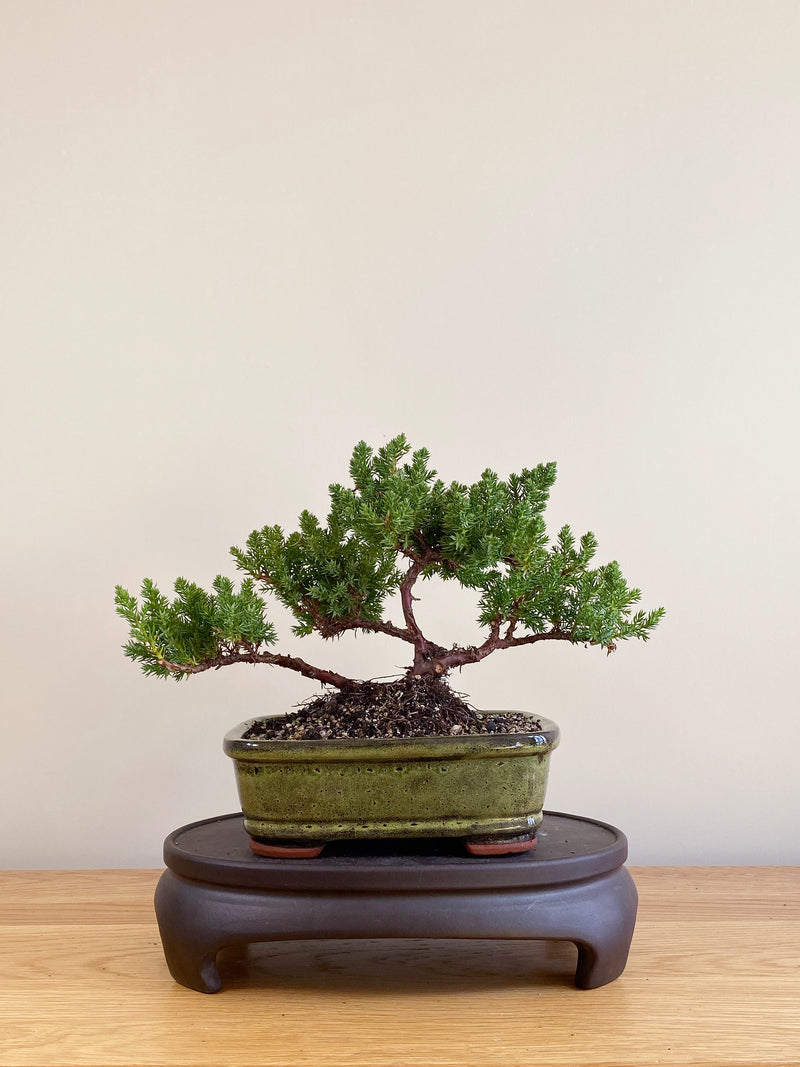 JAPANESE JUNIPER (JP09006)