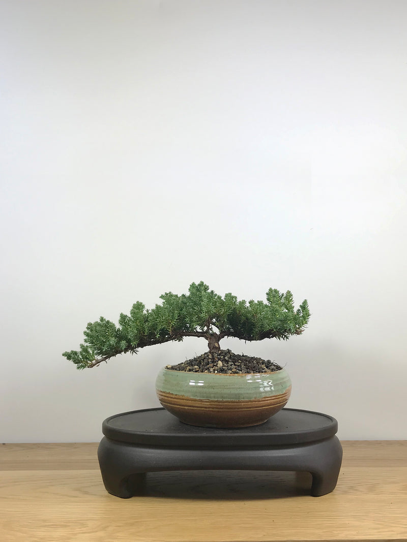 JAPANESE JUNIPER (JP09007) - MiniGardens NZ