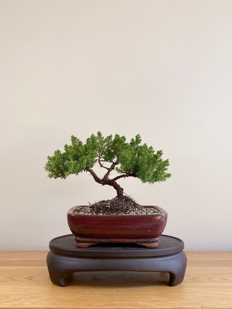 JAPANESE JUNIPER (JP09007)