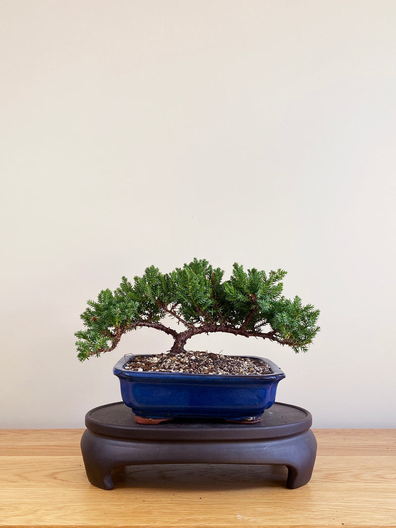 JAPANESE JUNIPER (JP09008)