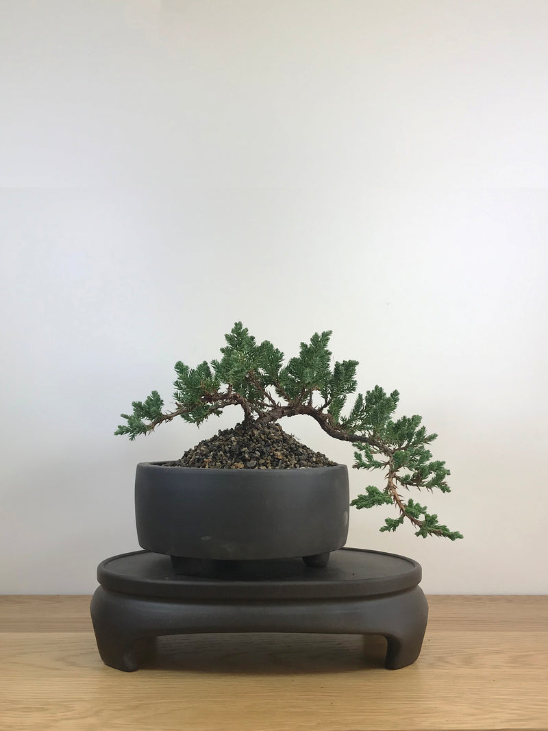 JAPANESE JUNIPER (JP09009) - MiniGardens NZ