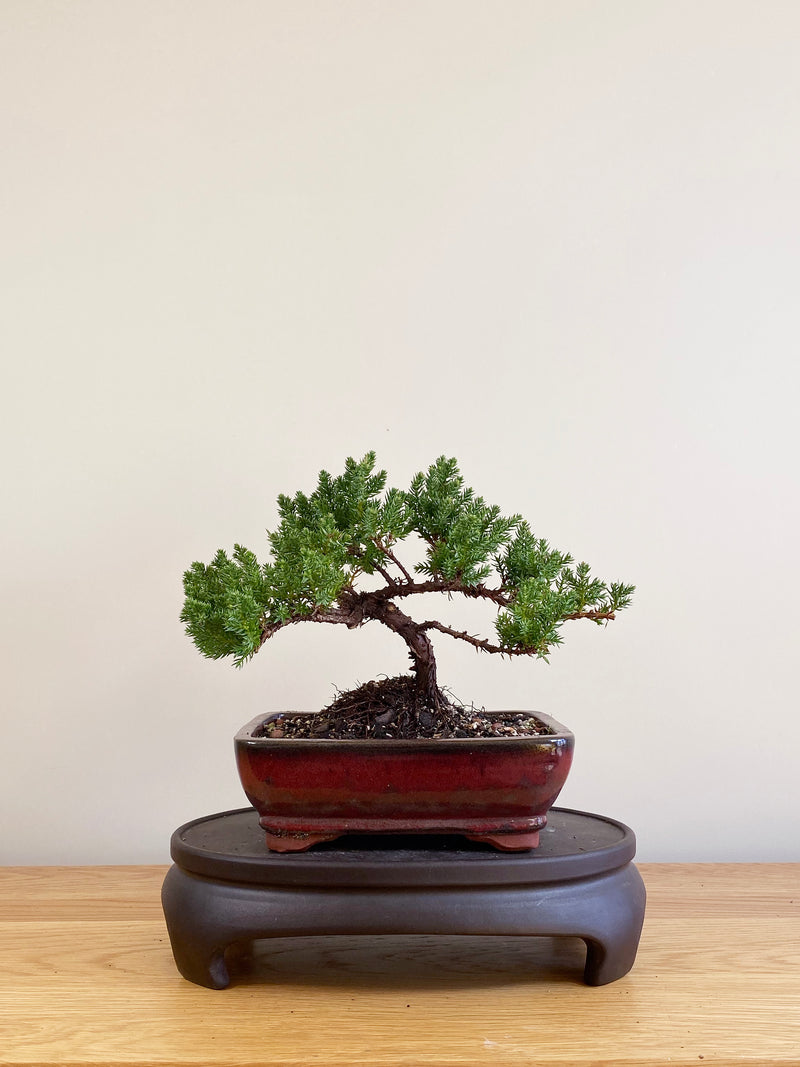 JAPANESE JUNIPER (JP09009)
