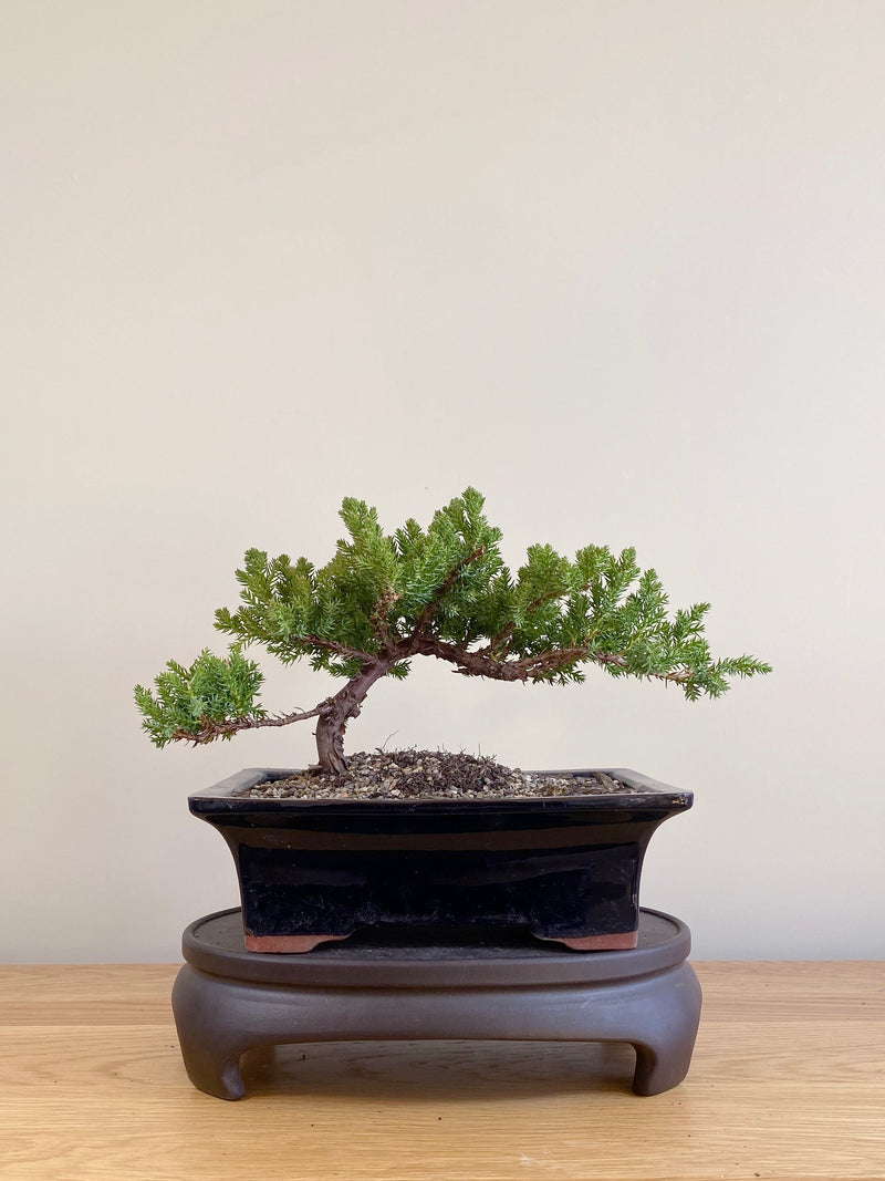 JAPANESE JUNIPER (JP09010)