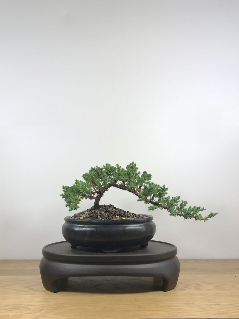 JAPANESE JUNIPER (JP09011) - MiniGardens NZ