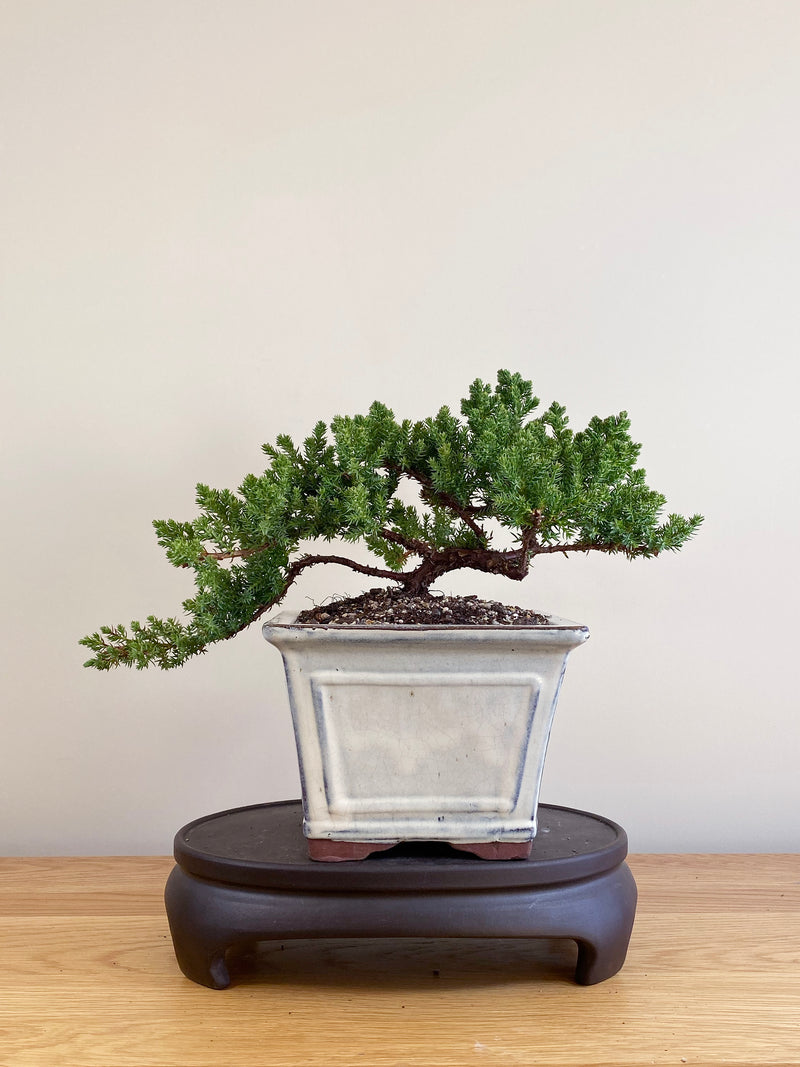 JAPANESE JUNIPER (JP09012)