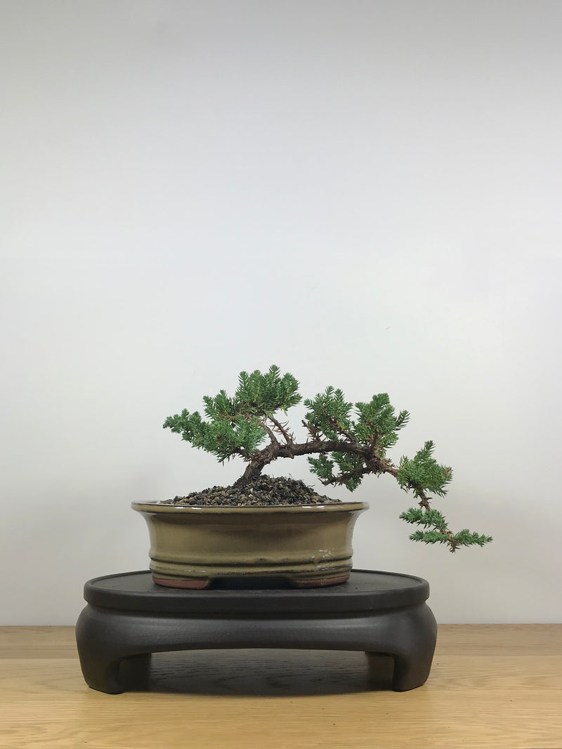 JAPANESE JUNIPER (JP09012) - MiniGardens NZ