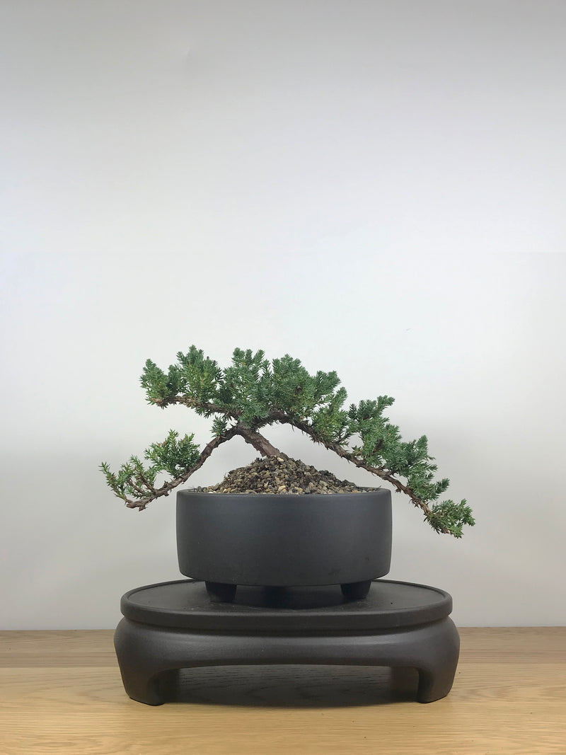 JAPANESE JUNIPER (JP09013) - MiniGardens NZ