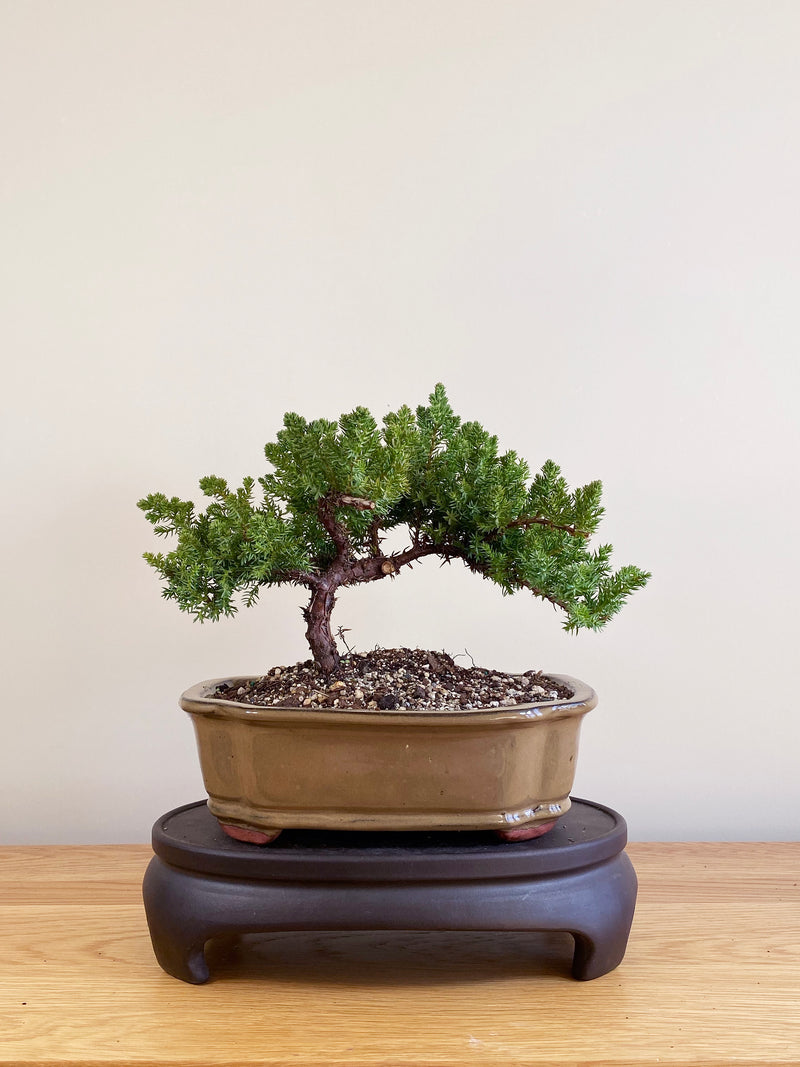 JAPANESE JUNIPER (JP09013)