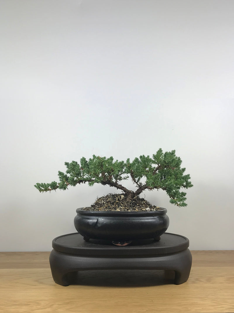JAPANESE JUNIPER (JP09014) - MiniGardens NZ