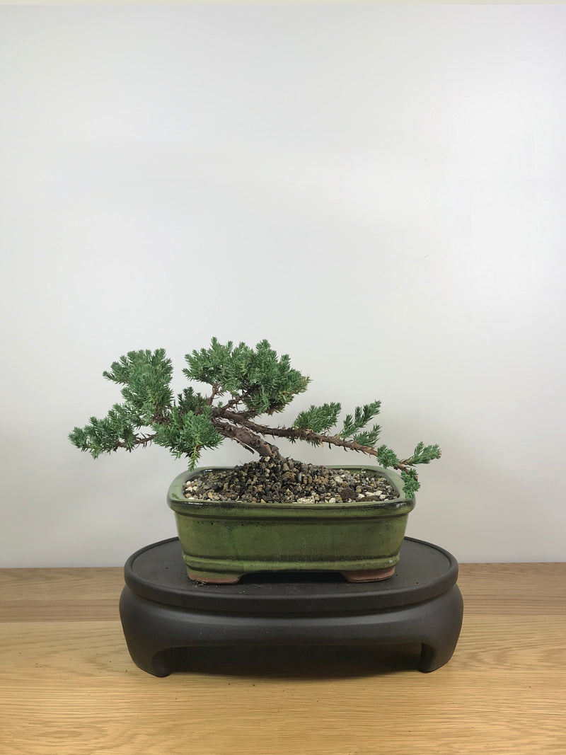 JAPANESE JUNIPER (JP09015) - MiniGardens NZ