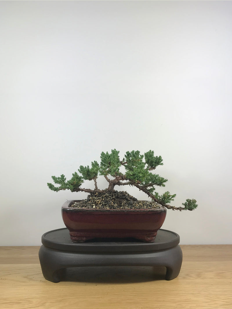 JAPANESE JUNIPER (JP09016) - MiniGardens NZ