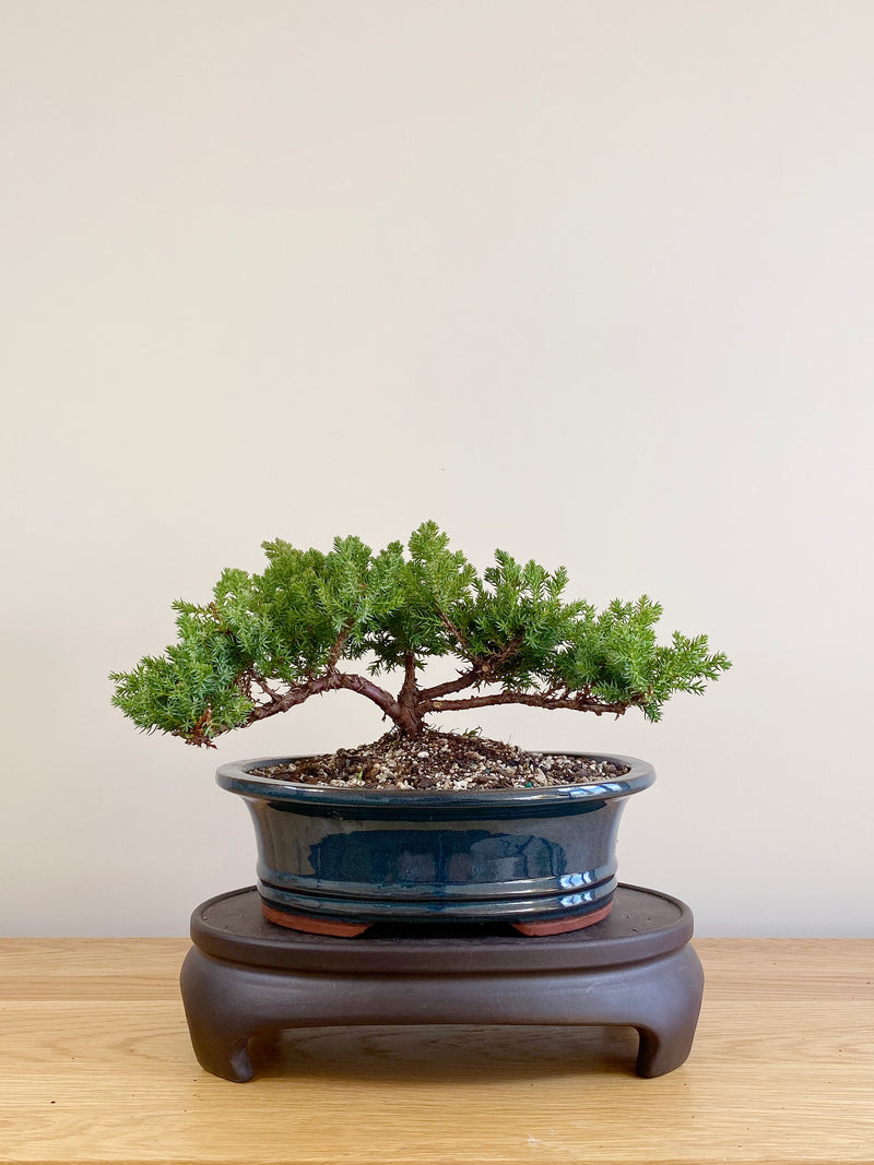 JAPANESE JUNIPER (JP09016)
