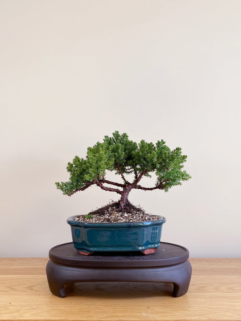 JAPANESE JUNIPER (JP09017)
