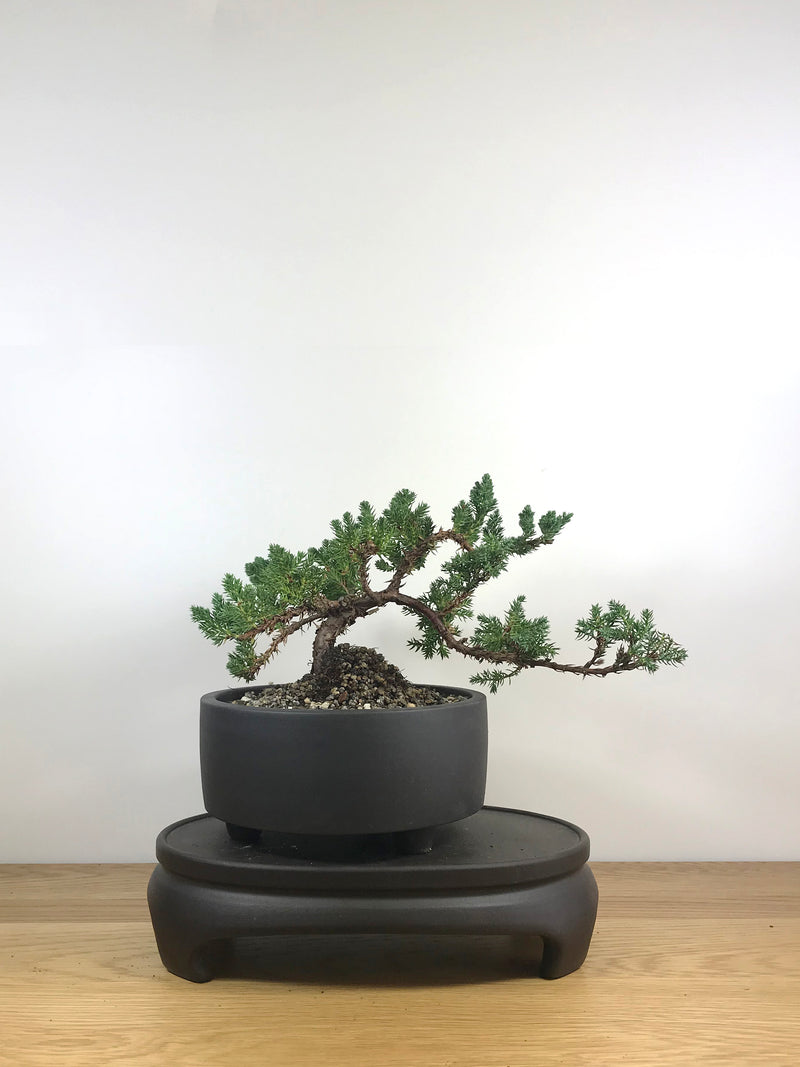 JAPANESE JUNIPER (JP09017) - MiniGardens NZ