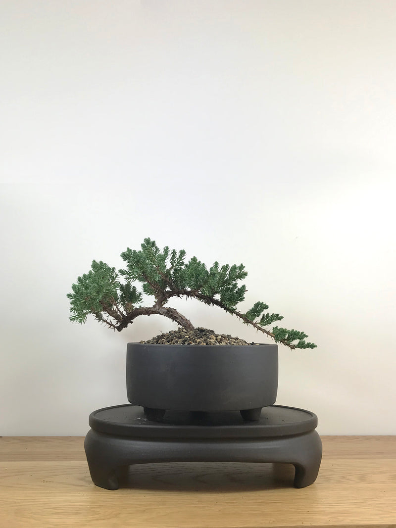 JAPANESE JUNIPER (JP09018) - MiniGardens NZ