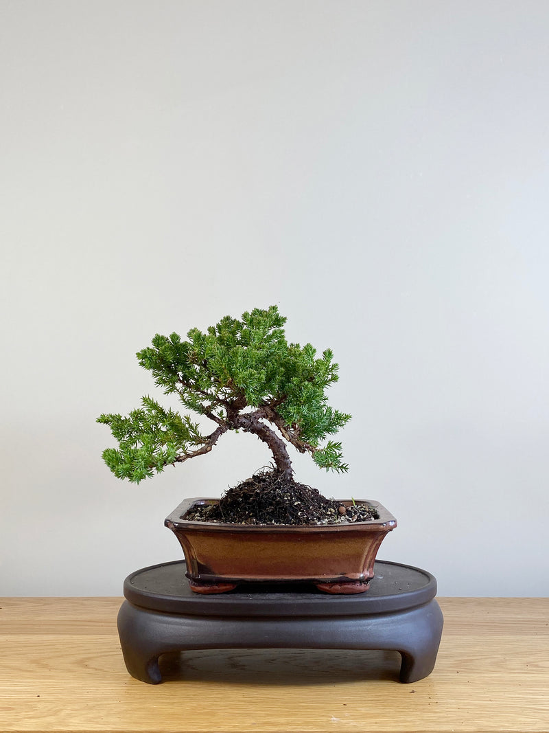 JAPANESE JUNIPER (JP09018)