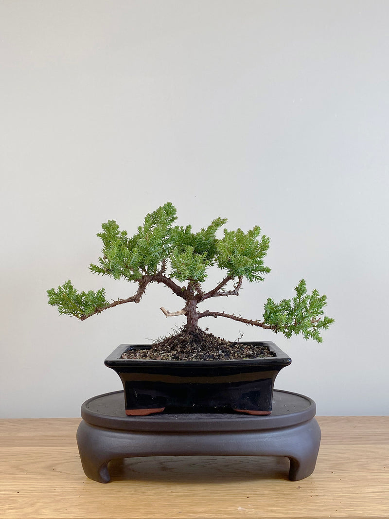 JAPANESE JUNIPER (JP09019)