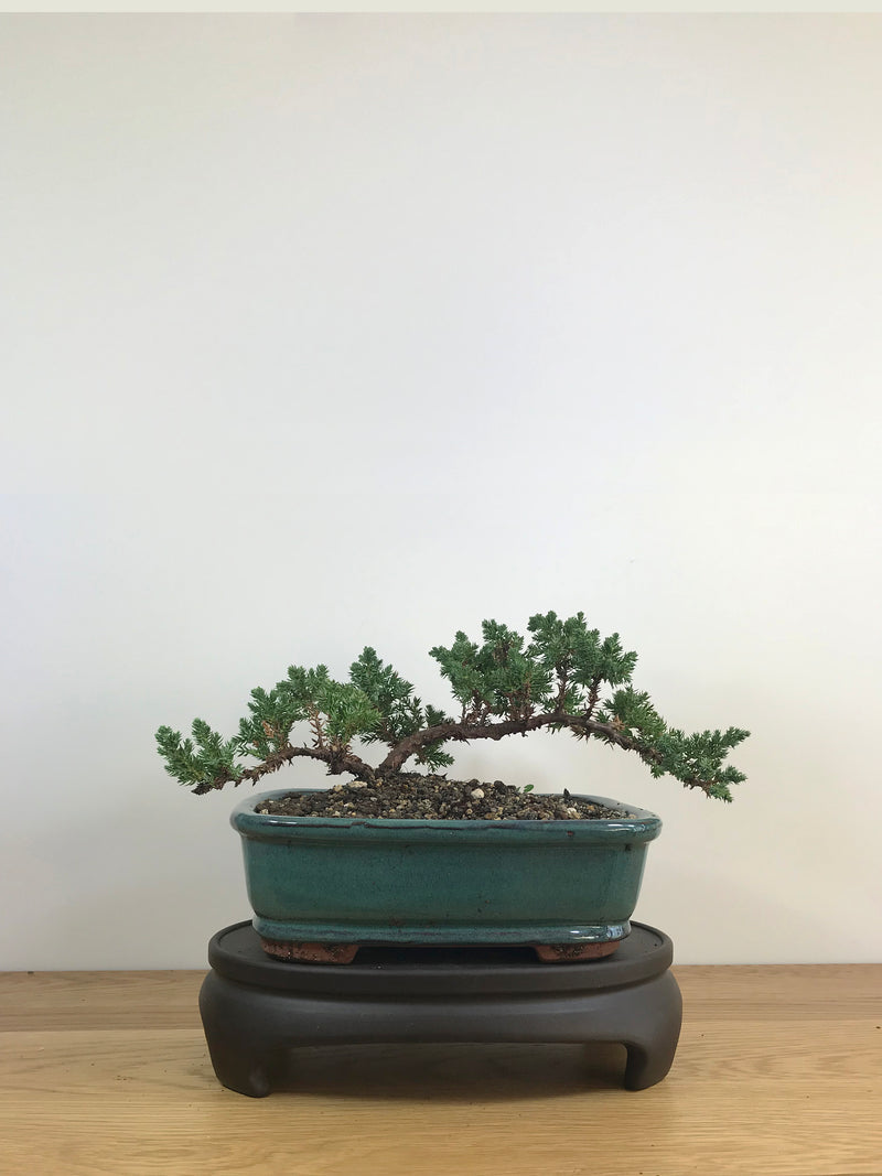 JAPANESE JUNIPER (JP09019) - MiniGardens NZ