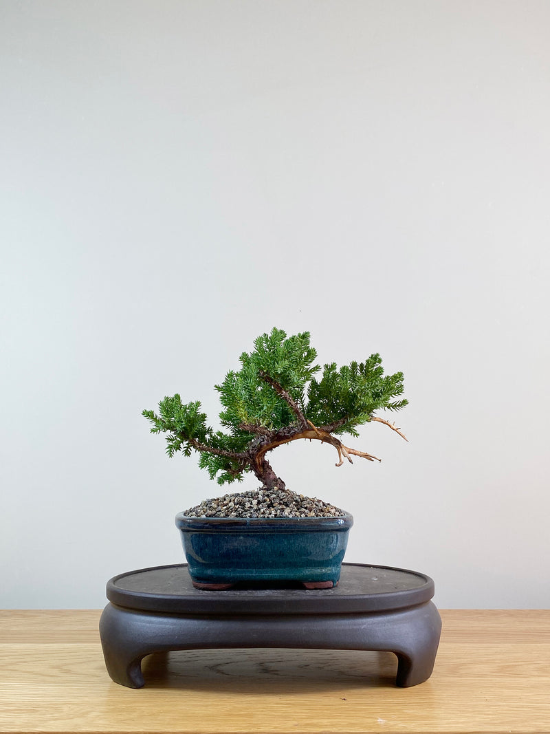 JAPANESE JUNIPER (JP09021)