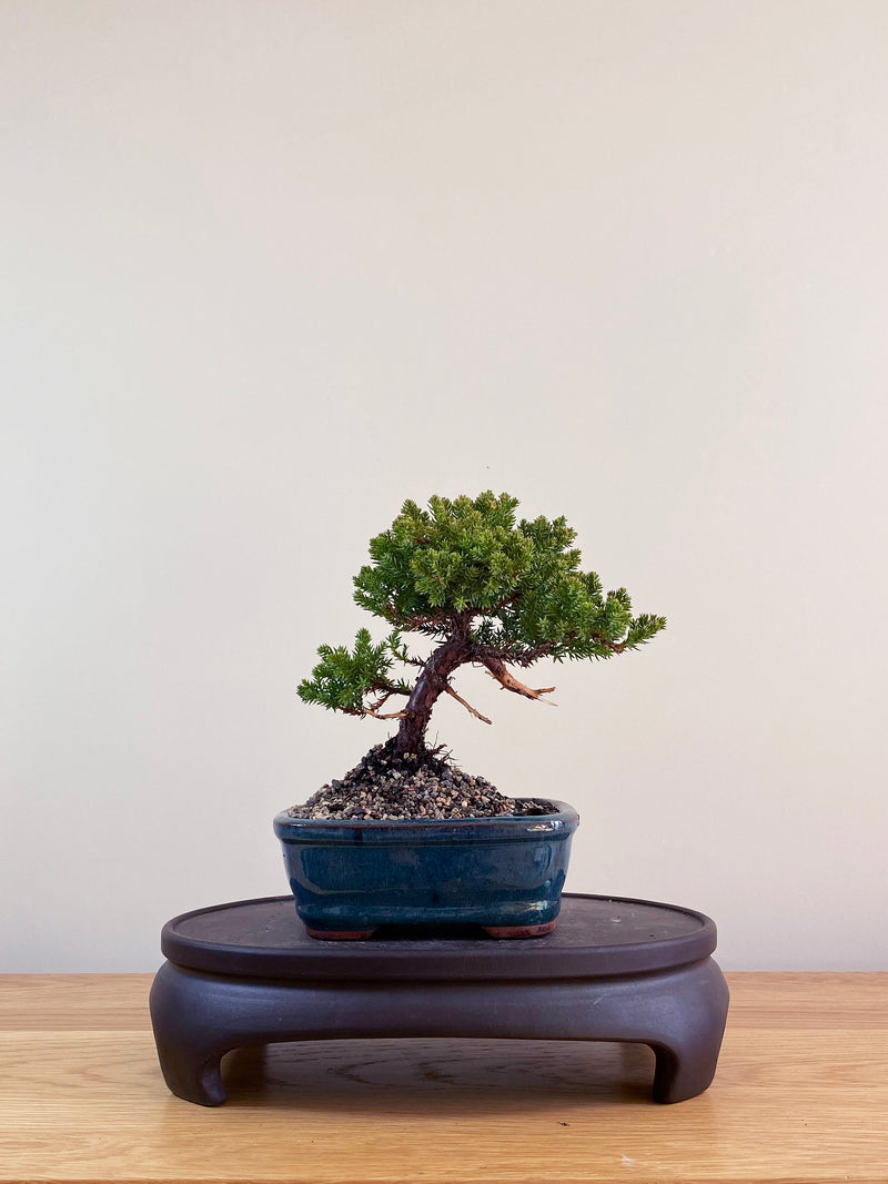 JAPANESE JUNIPER (JP09022)