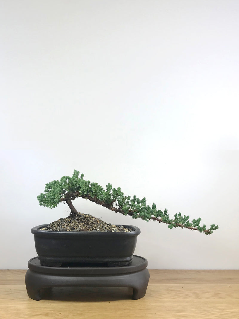 JAPANESE JUNIPER (JP09023) - MiniGardens NZ