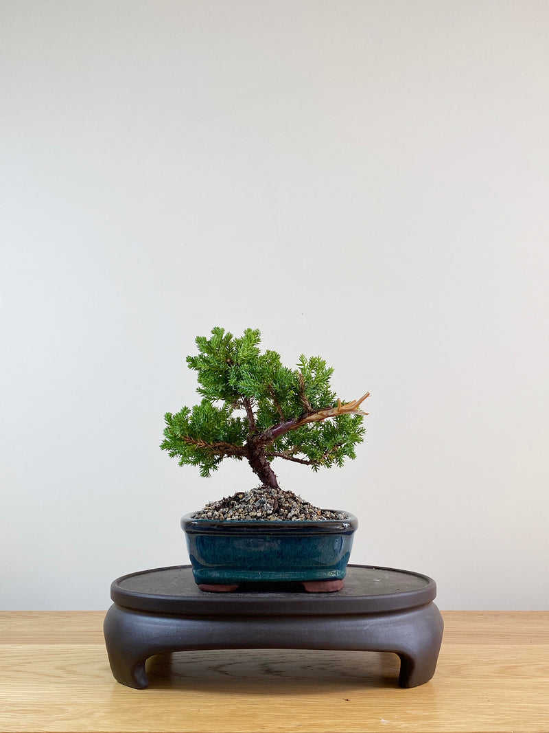 JAPANESE JUNIPER (JP09023)