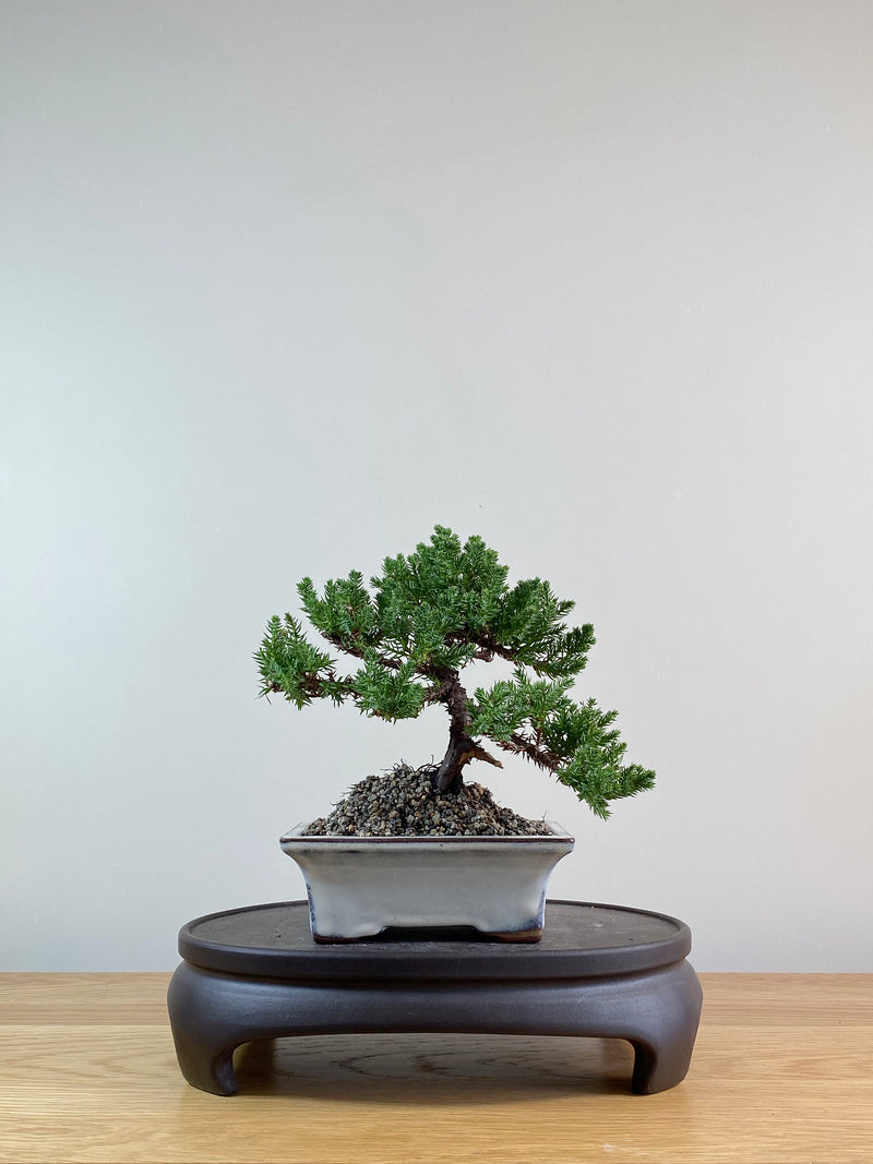 JAPANESE JUNIPER (JP09024)