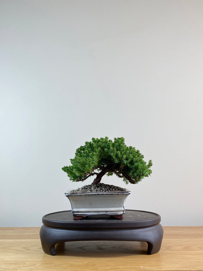 JAPANESE JUNIPER (JP09025)