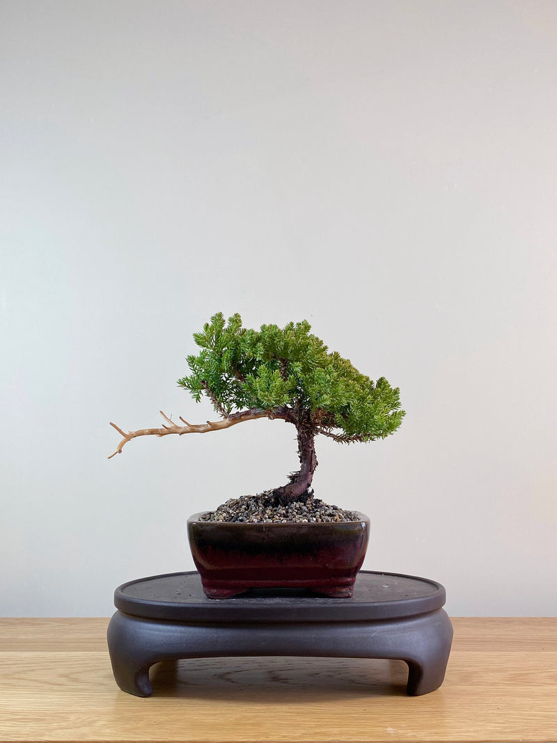JAPANESE JUNIPER (JP09026)