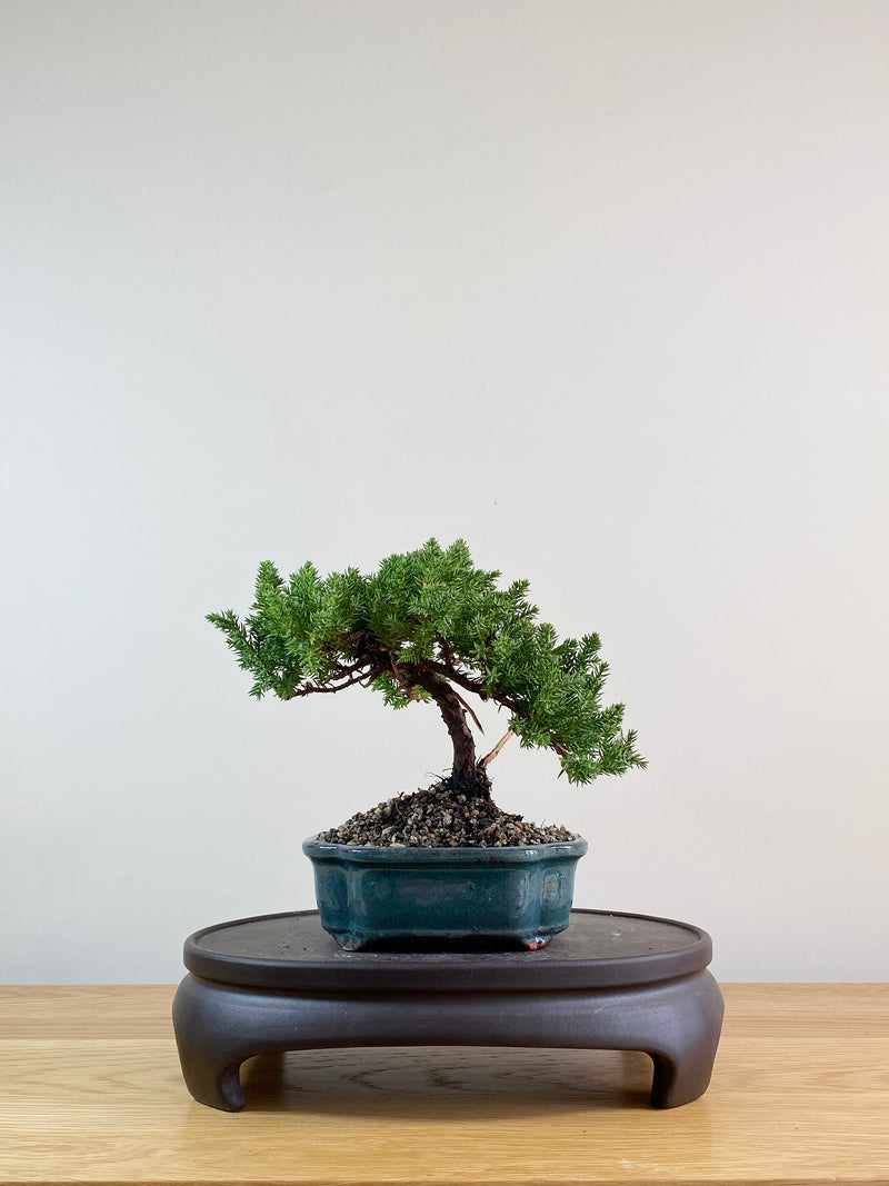 JAPANESE JUNIPER (JP09027)