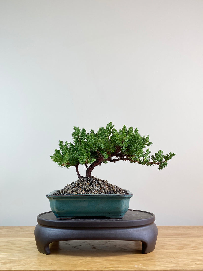 JAPANESE JUNIPER (JP09028)