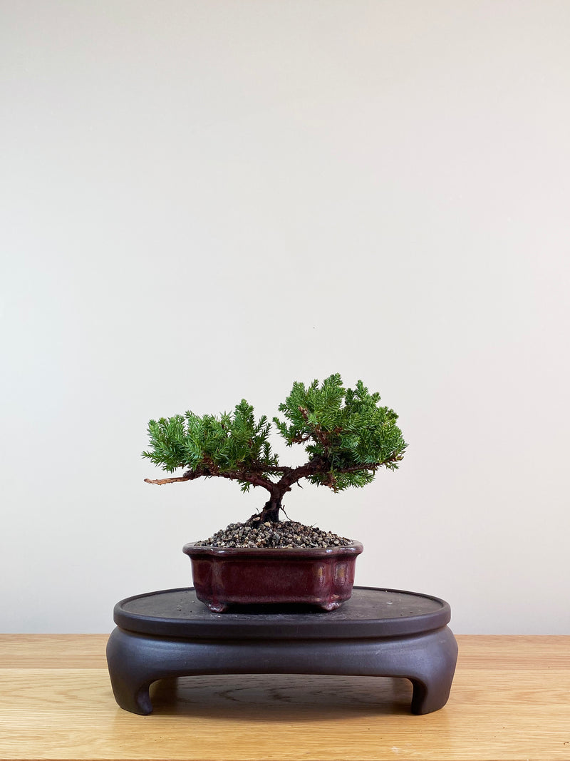 JAPANESE JUNIPER (JP09029)