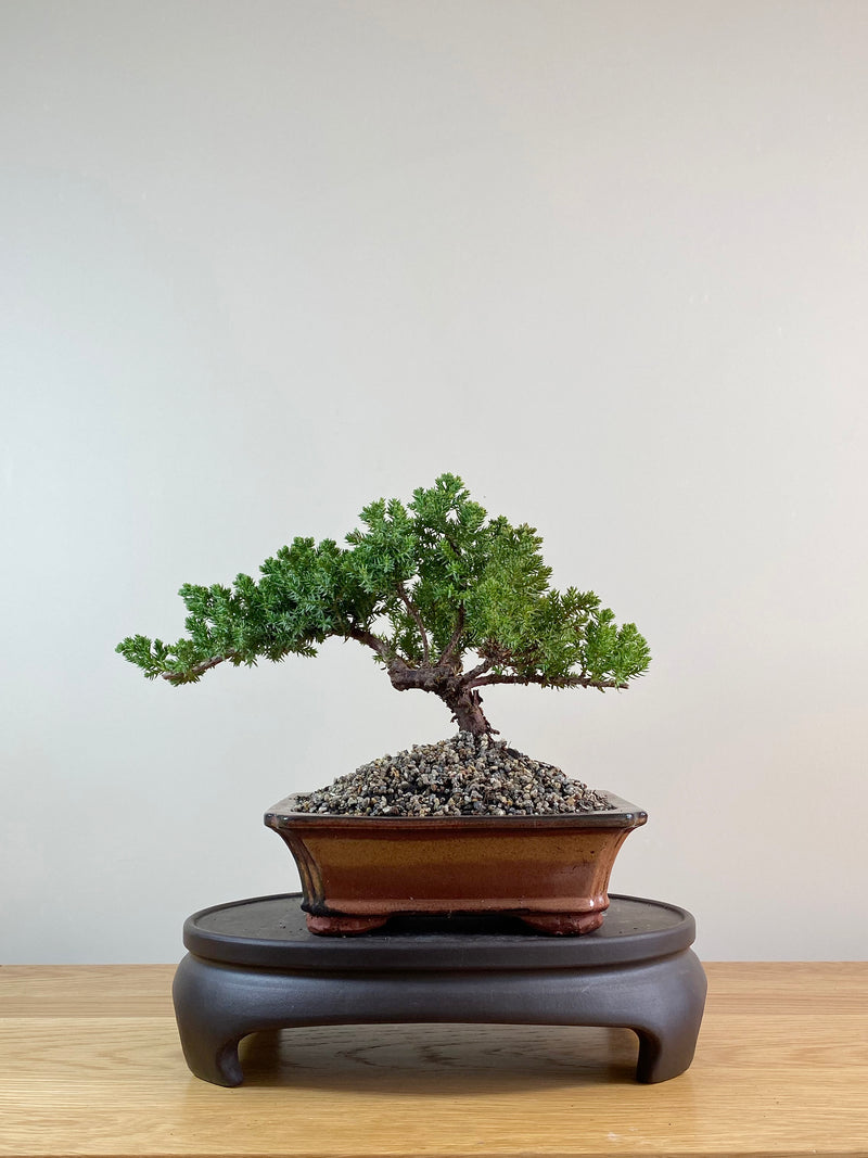 JAPANESE JUNIPER (JP09030)