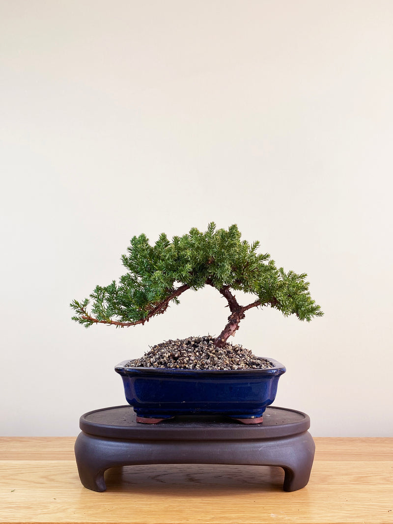 JAPANESE JUNIPER (JP09031)