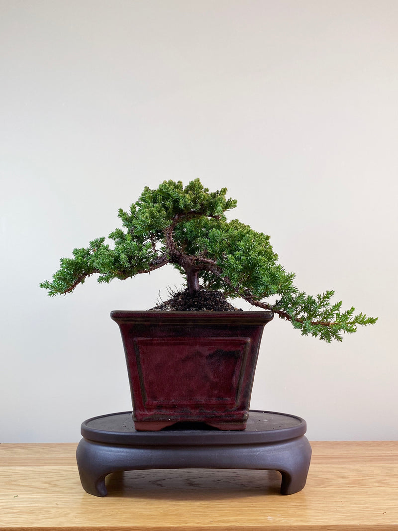 JAPANESE JUNIPER (JP09032)