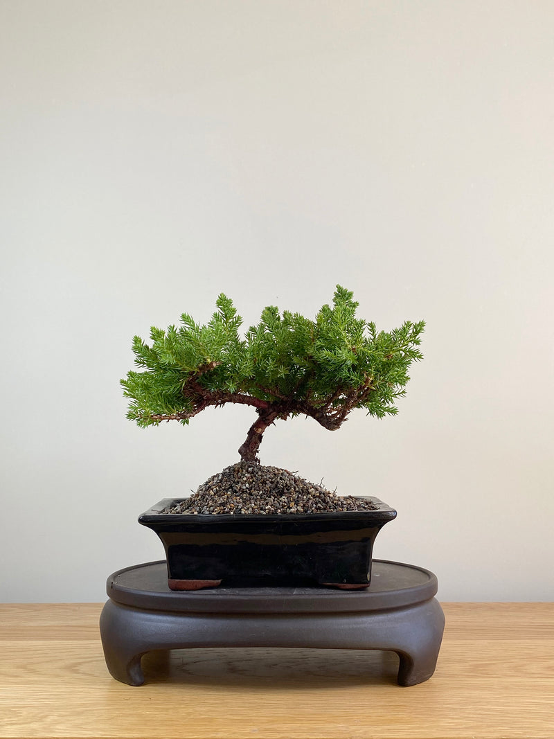 JAPANESE JUNIPER (JP09038)