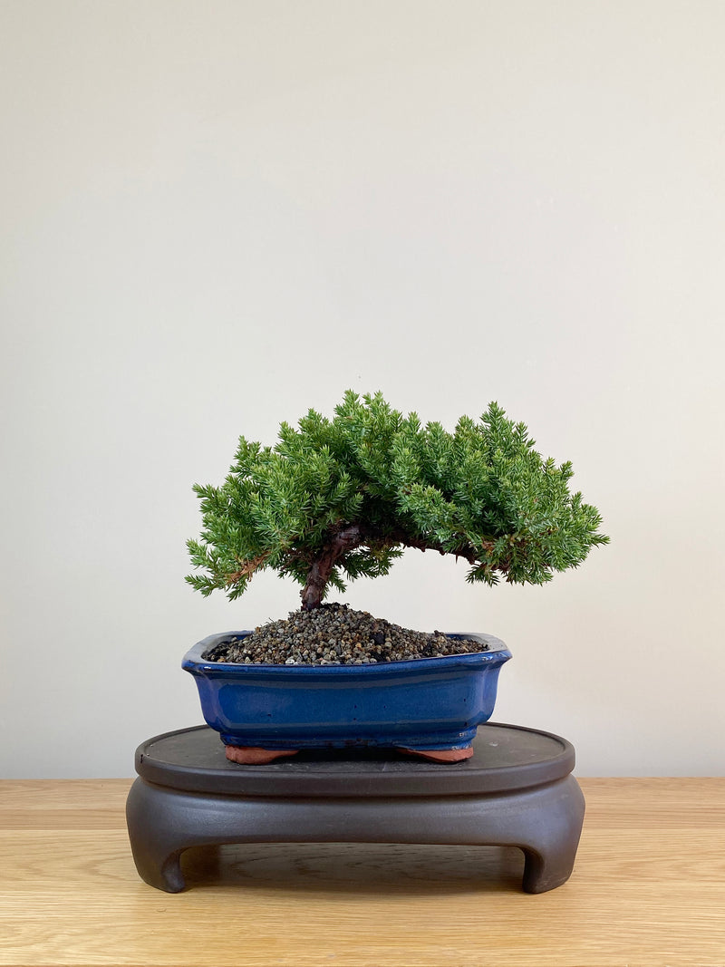 JAPANESE JUNIPER (JP09039)