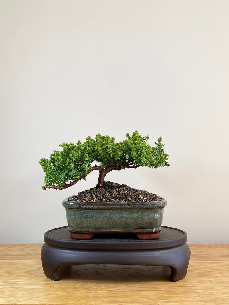 JAPANESE JUNIPER (JP09040)